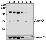 ARNT2 Polyclonal Antibody