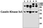 CK1 gamma-1 Antibody in Western Blot (WB)