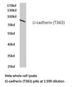 CDH17 Antibody in Western Blot (WB)