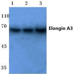 ELOA3 Polyclonal Antibody
