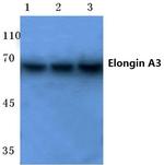 ELOA3 Antibody in Western Blot (WB)