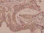 DGKQ Antibody in Immunohistochemistry (Paraffin) (IHC (P))
