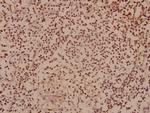 SOX8/SOX9/SOX17/SOX18 Polyclonal Antibody
