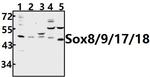SOX8/SOX9/SOX17/SOX18 Antibody in Western Blot (WB)