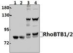RhoBTB1/RhoBTB2 Antibody in Western Blot (WB)