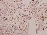 Laminin alpha-4 Antibody in Immunohistochemistry (Paraffin) (IHC (P))