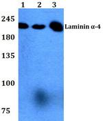 Laminin alpha-4 Antibody in Western Blot (WB)