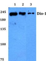 DATF1 Antibody in Western Blot (WB)