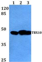 TBX10 Polyclonal Antibody