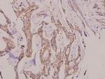 AKAP13 Antibody in Immunohistochemistry (Paraffin) (IHC (P))