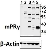 mPR gamma Polyclonal Antibody