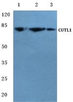 CUX1/Protein CASP Antibody in Western Blot (WB)