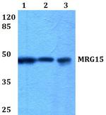 MRG15 Polyclonal Antibody