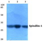 SPIN1 Antibody in Western Blot (WB)