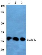 CD153 Polyclonal Antibody