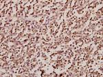 SRSF4 Antibody in Immunohistochemistry (Paraffin) (IHC (P))