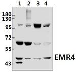 EMR4 Polyclonal Antibody
