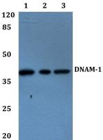 CD226 Polyclonal Antibody