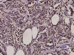 MARK Pan Antibody in Immunohistochemistry (Paraffin) (IHC (P))