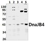 DNAJB4 Antibody in Western Blot (WB)