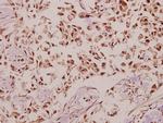 DNAJB4 Antibody in Immunohistochemistry (Paraffin) (IHC (P))