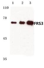 FRS3 Antibody in Western Blot (WB)
