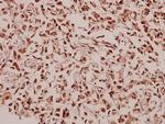 RPL39 Polyclonal Antibody
