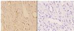 ABHD9 Polyclonal Antibody