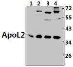 Apolipoprotein L2 Antibody in Western Blot (WB)