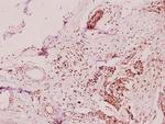 Apolipoprotein L2 Antibody in Immunohistochemistry (Paraffin) (IHC (P))