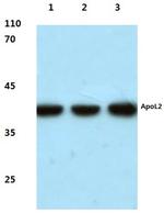 Apolipoprotein L2 Antibody in Western Blot (WB)