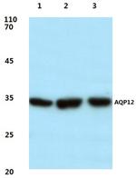 Aquaporin 12 Polyclonal Antibody