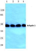 Arfaptin 1 Antibody in Western Blot (WB)