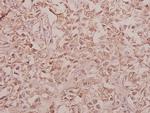 Arylsulfatase F Antibody in Immunohistochemistry (Paraffin) (IHC (P))