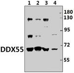 DDX55 Antibody in Western Blot (WB)
