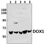 DQX1 Polyclonal Antibody
