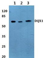 DQX1 Antibody in Western Blot (WB)