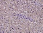 B4GALT3 Polyclonal Antibody