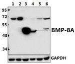 BMP-8A Polyclonal Antibody