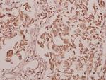CEP135 Antibody in Immunohistochemistry (Paraffin) (IHC (P))