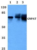 GNPAT Antibody in Western Blot (WB)