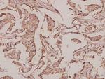 INSL4 Antibody in Immunohistochemistry (Paraffin) (IHC (P))