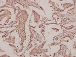 INSL4 Polyclonal Antibody