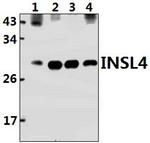 INSL4 Antibody in Western Blot (WB)