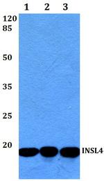 INSL4 Antibody in Western Blot (WB)