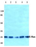 ERAS Antibody in Western Blot (WB)