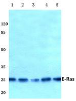 ERAS Antibody in Western Blot (WB)