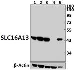 SLC16A13 Polyclonal Antibody