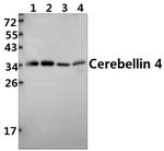 Cerebellin 4 Polyclonal Antibody