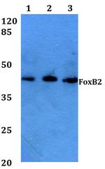 FOXB2 Polyclonal Antibody